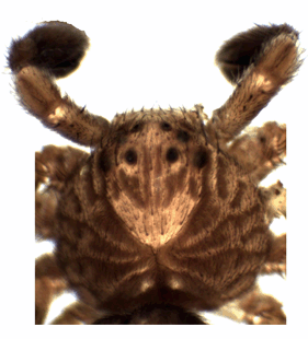 speciesimage