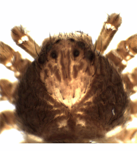 speciesimage