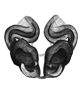 speciesimage