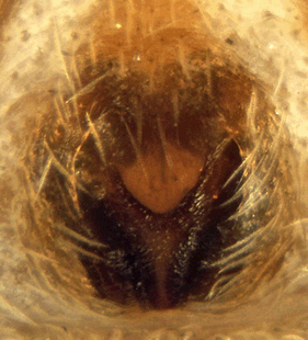 speciesimage