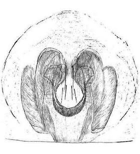 speciesimage