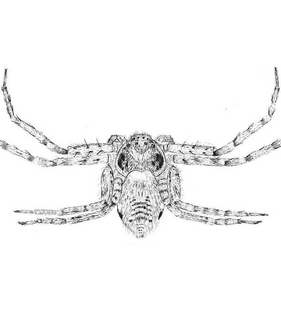 speciesimage