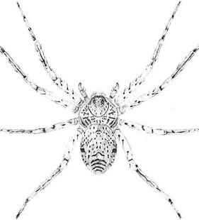speciesimage