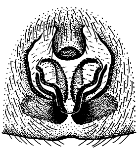 speciesimage