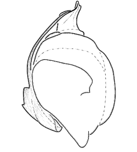 speciesimage