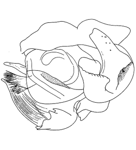 speciesimage