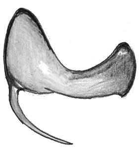 species