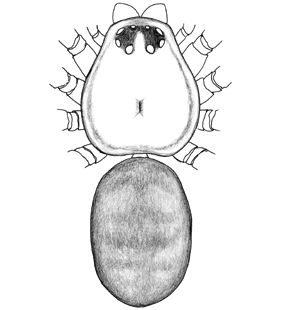 speciesimage