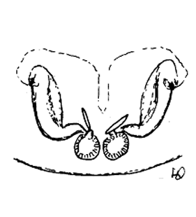 speciesimage