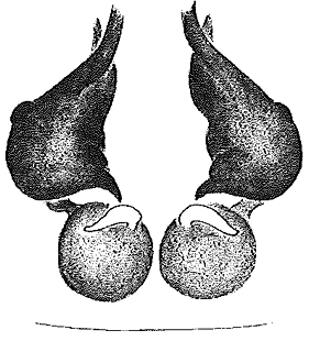 speciesimage