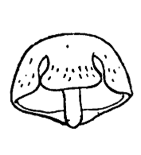 speciesimage