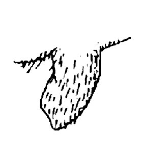 speciesimage
