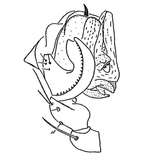 speciesimage