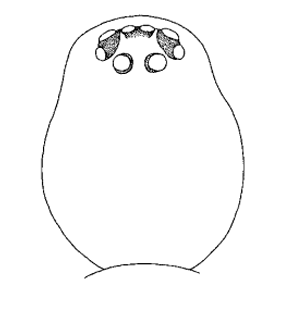 speciesimage