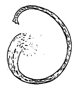 speciesimage