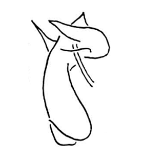 speciesimage