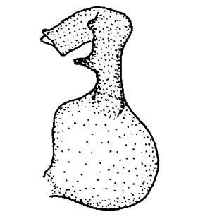 speciesimage
