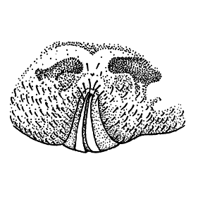 speciesimage