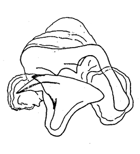 speciesimage