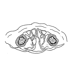 speciesimage