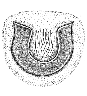 speciesimage