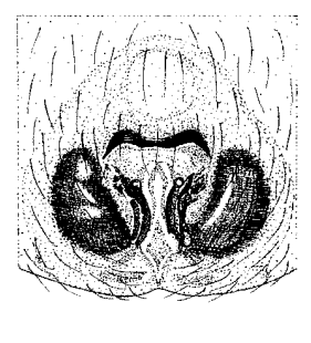 speciesimage