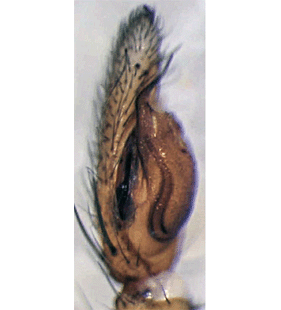 species
