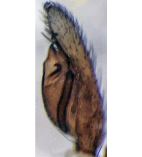 species