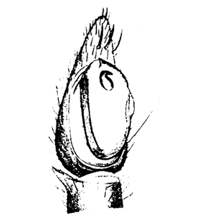 speciesimage