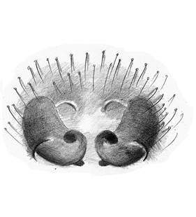 speciesimage