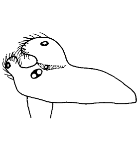 speciesimage