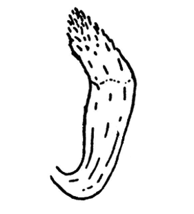 speciesimage