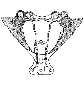 speciesimage