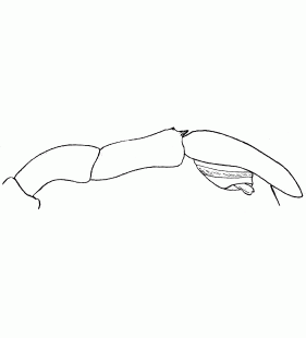 speciesimage