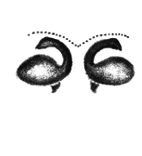 speciesimage