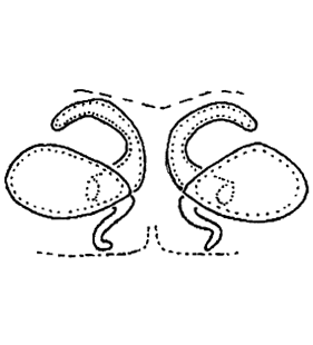 speciesimage