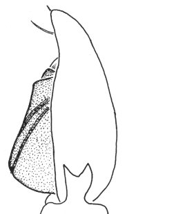 speciesimage