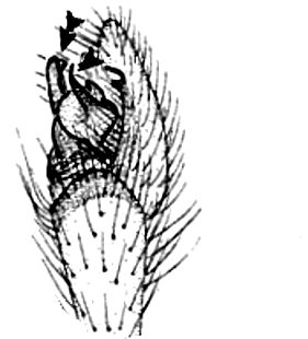 speciesimage