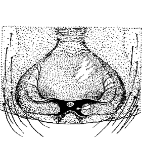 speciesimage