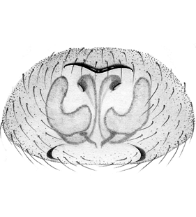 speciesimage