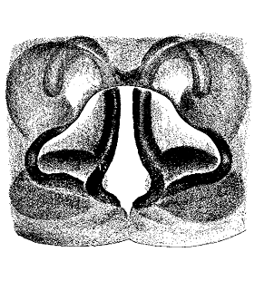 speciesimage