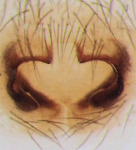 speciesimage