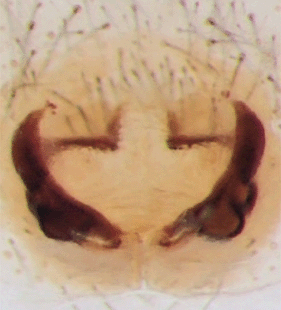 speciesimage