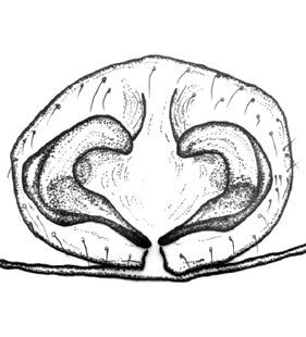 speciesimage