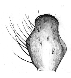 speciesimage