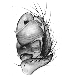 speciesimage