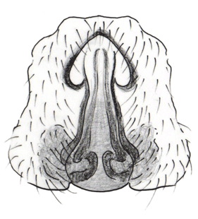 speciesimage
