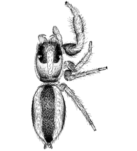 speciesimage