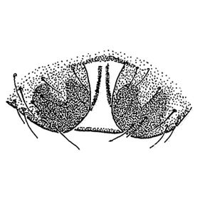 speciesimage