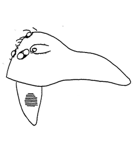 speciesimage